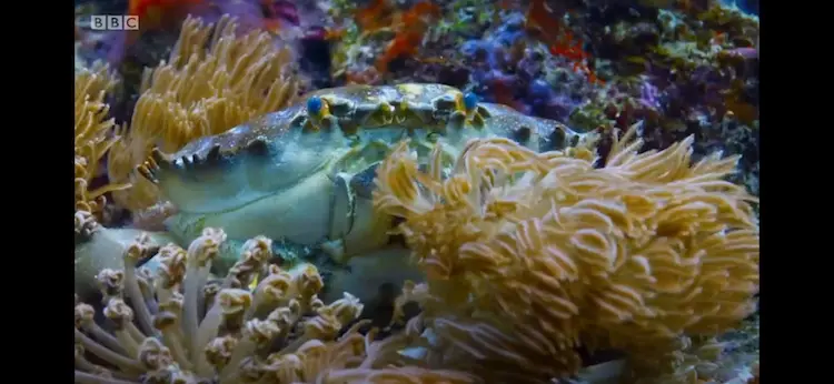 Crab sp. () as shown in Blue Planet II - Coral Reefs
